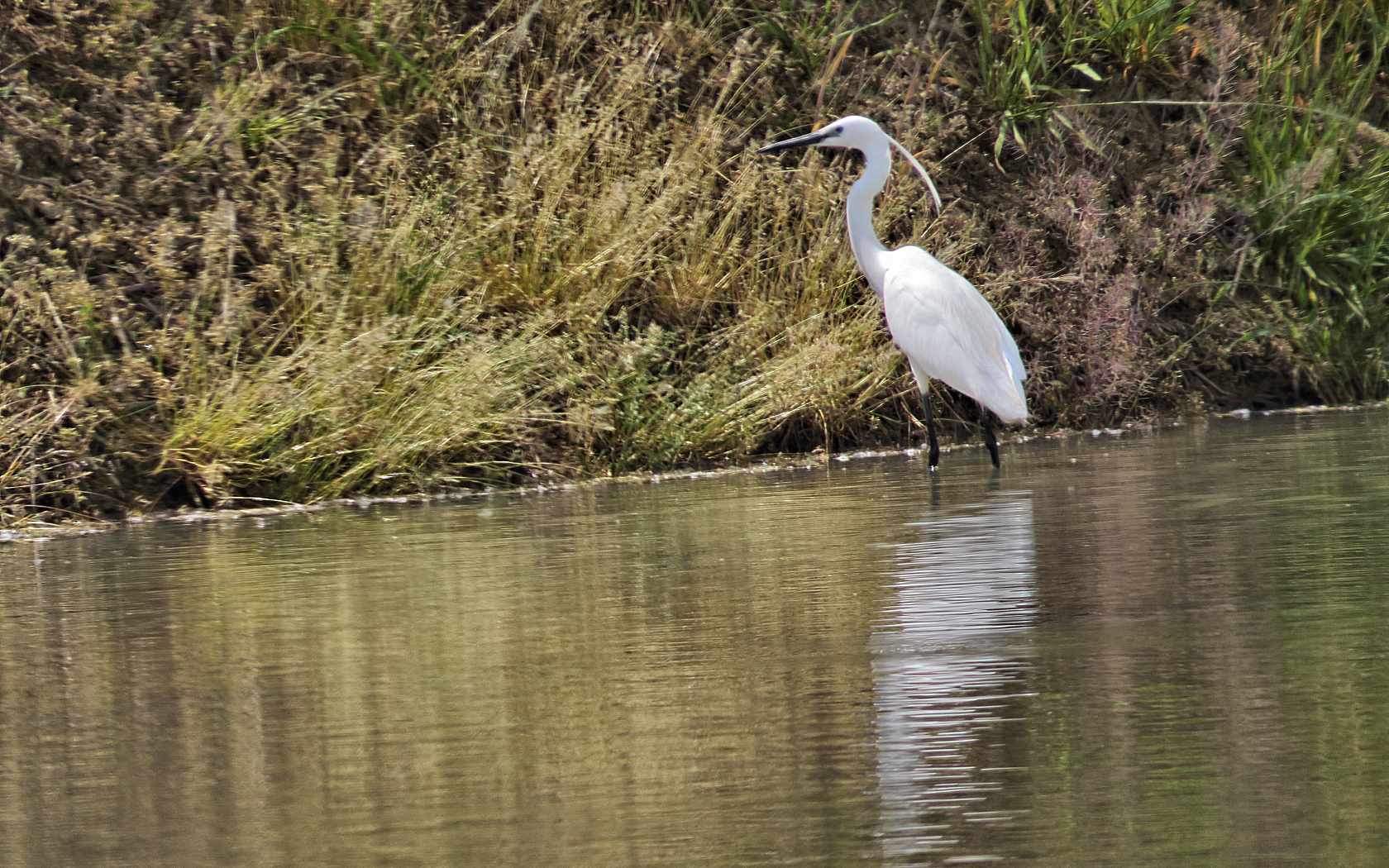 La mia prima Garzetta!